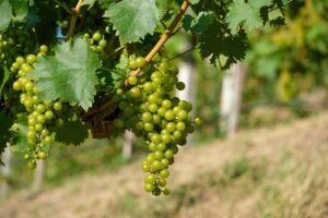 grapes, fruit, green-8252138.jpg