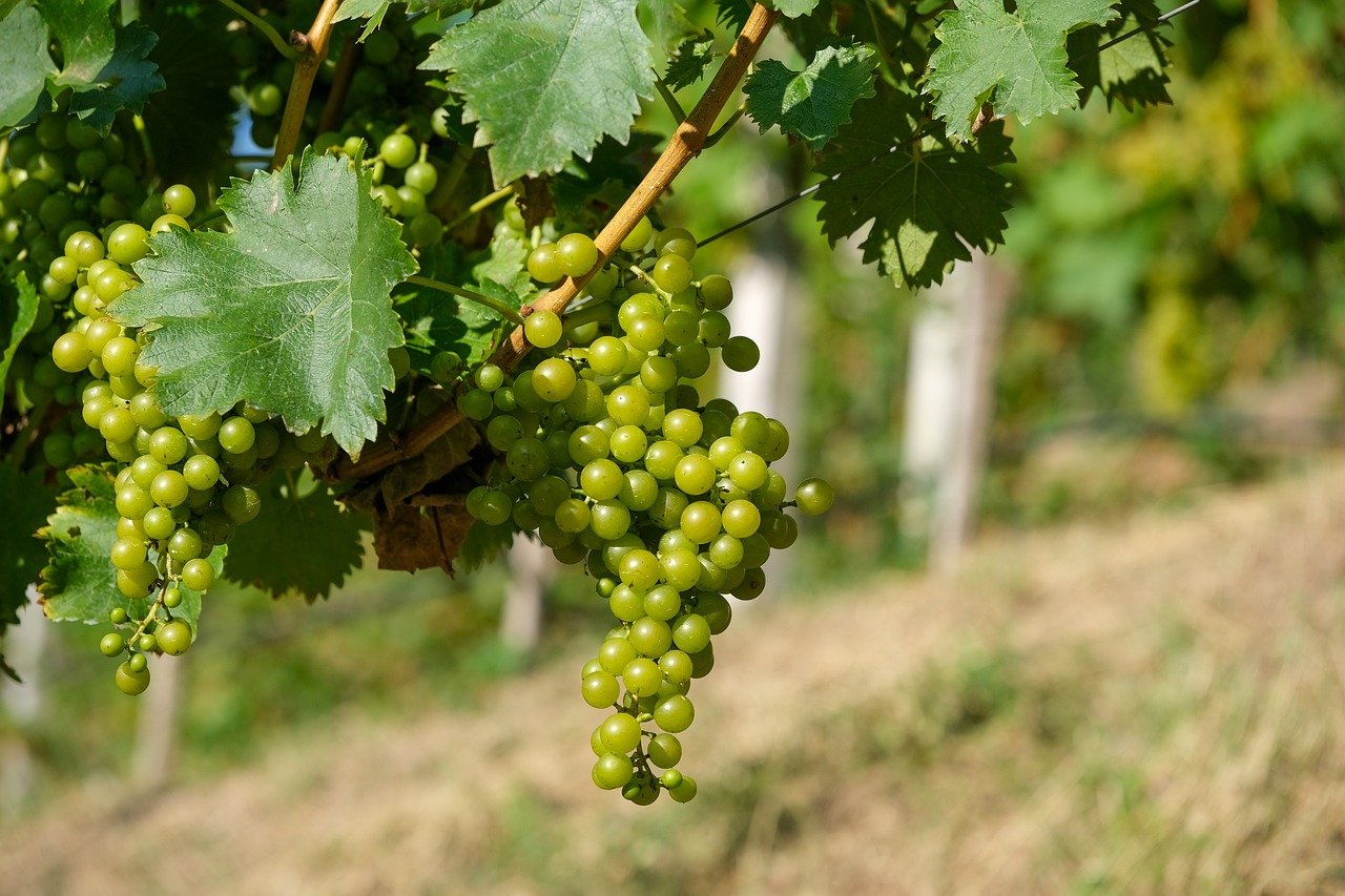 grapes, fruit, green-8252138.jpg